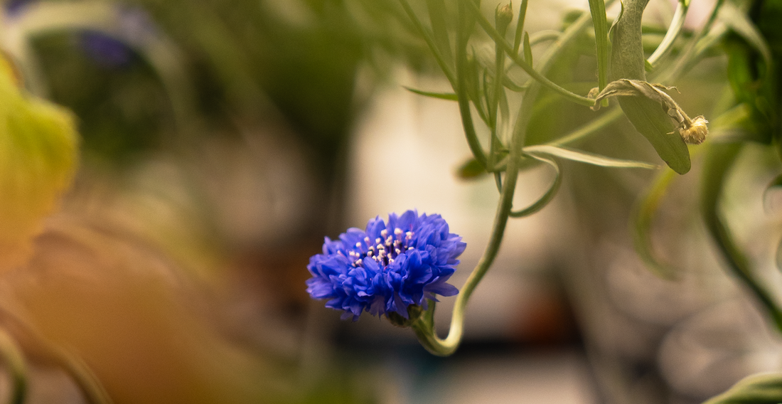 Bachelor's Button (Cornflower)