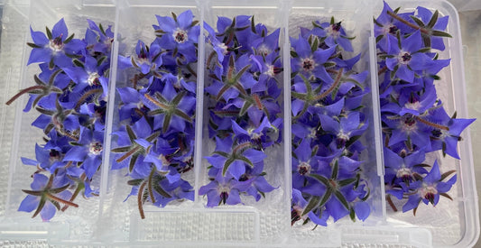Borage