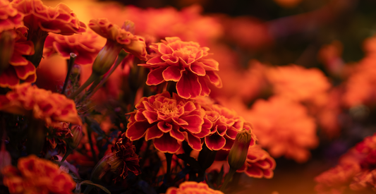 French Marigolds
