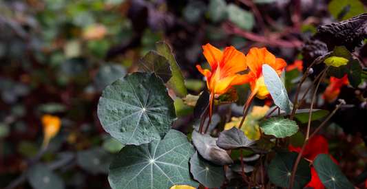 Nasturtium