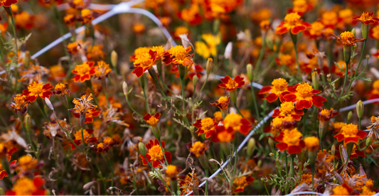 Gem Marigolds