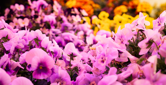 Violas