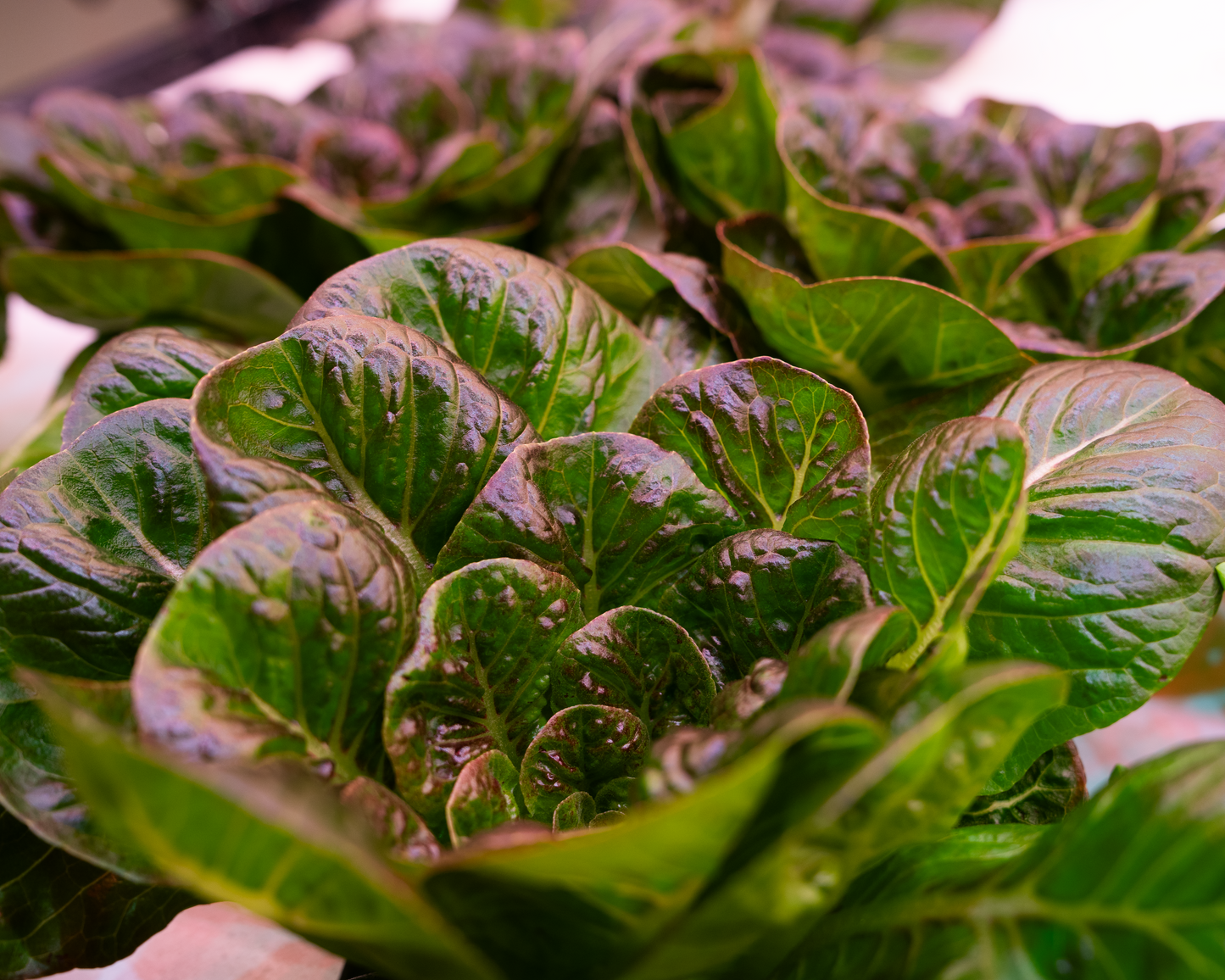 Red Romaine