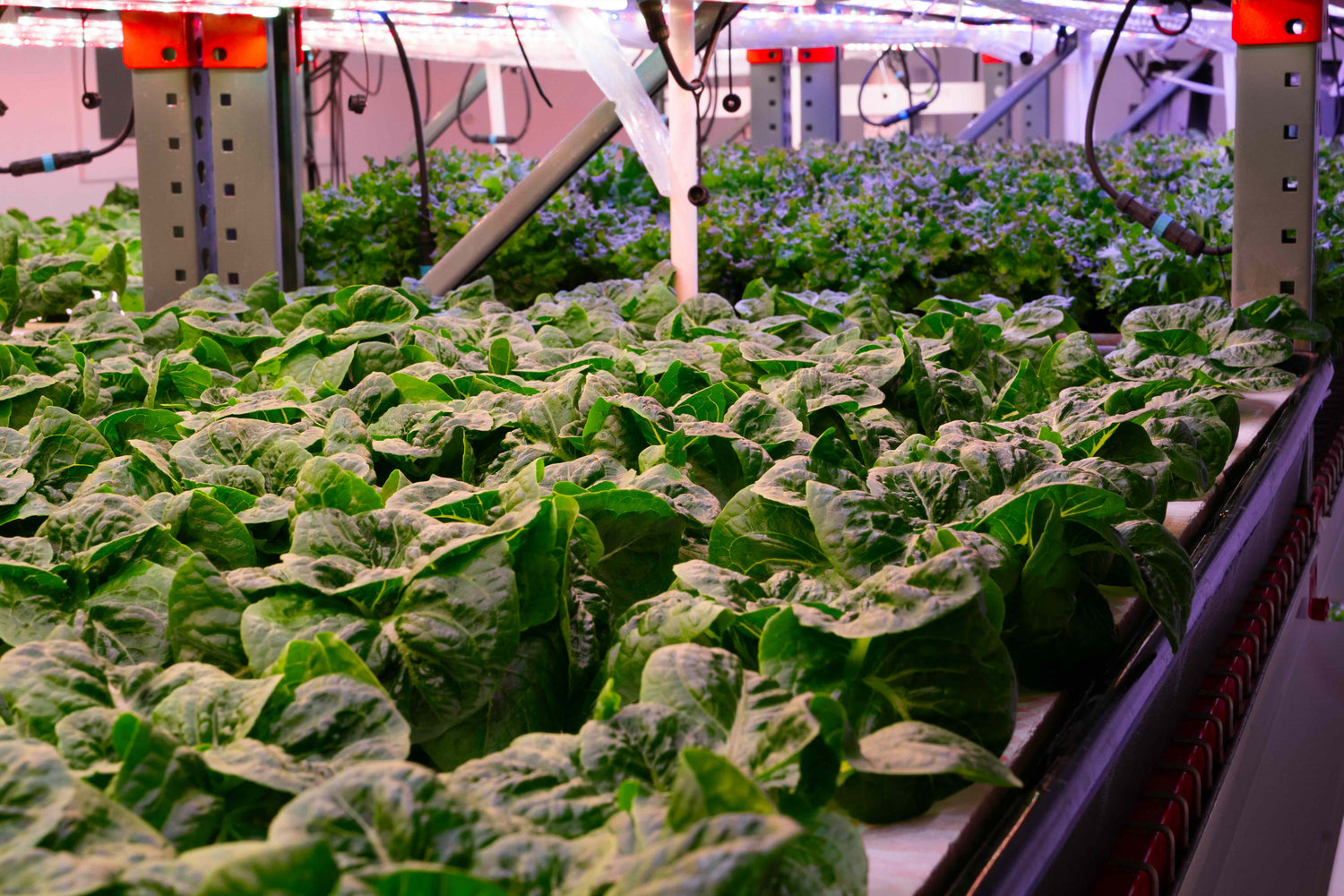 romaine lettuce grown under LED lights in a controlled environment