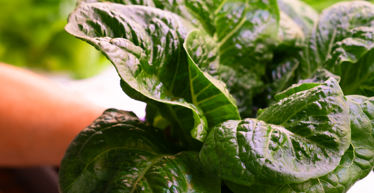 Gladius Romaine