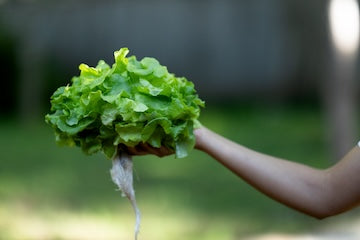 Panisse Lettuce