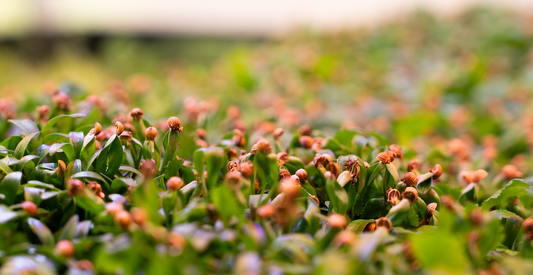 Micro Cilantro