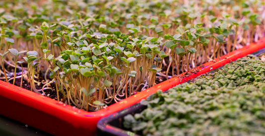 Micro Arugula