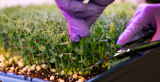 Pea Shoots for Tendrils