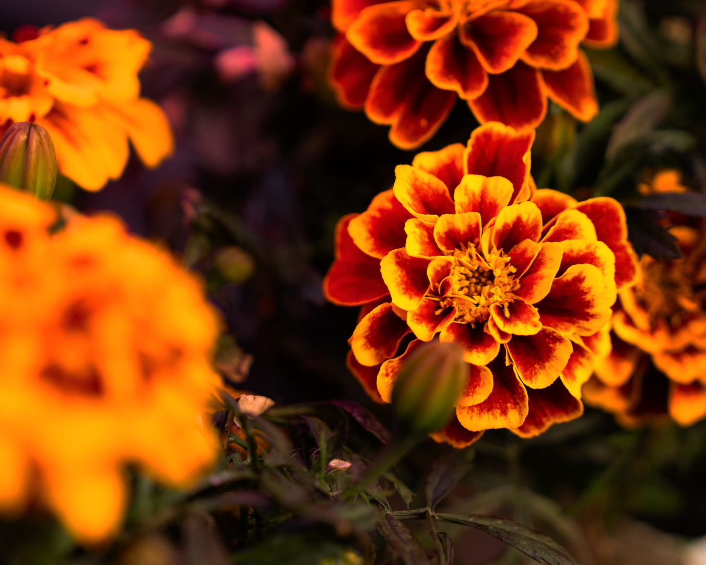 Marigold Flower