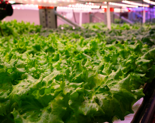 Green Leaf Lettuce