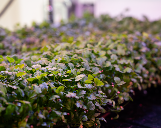 Micro Cilantro
