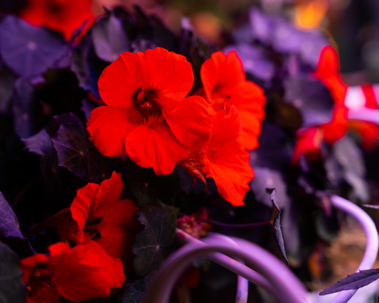 Nasturtiums