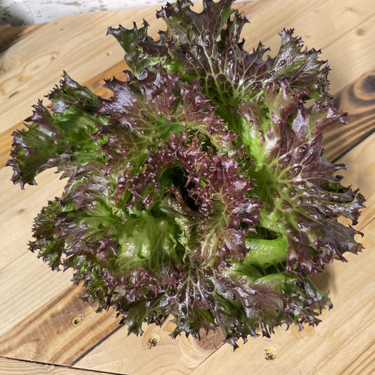 Azirka Lettuce