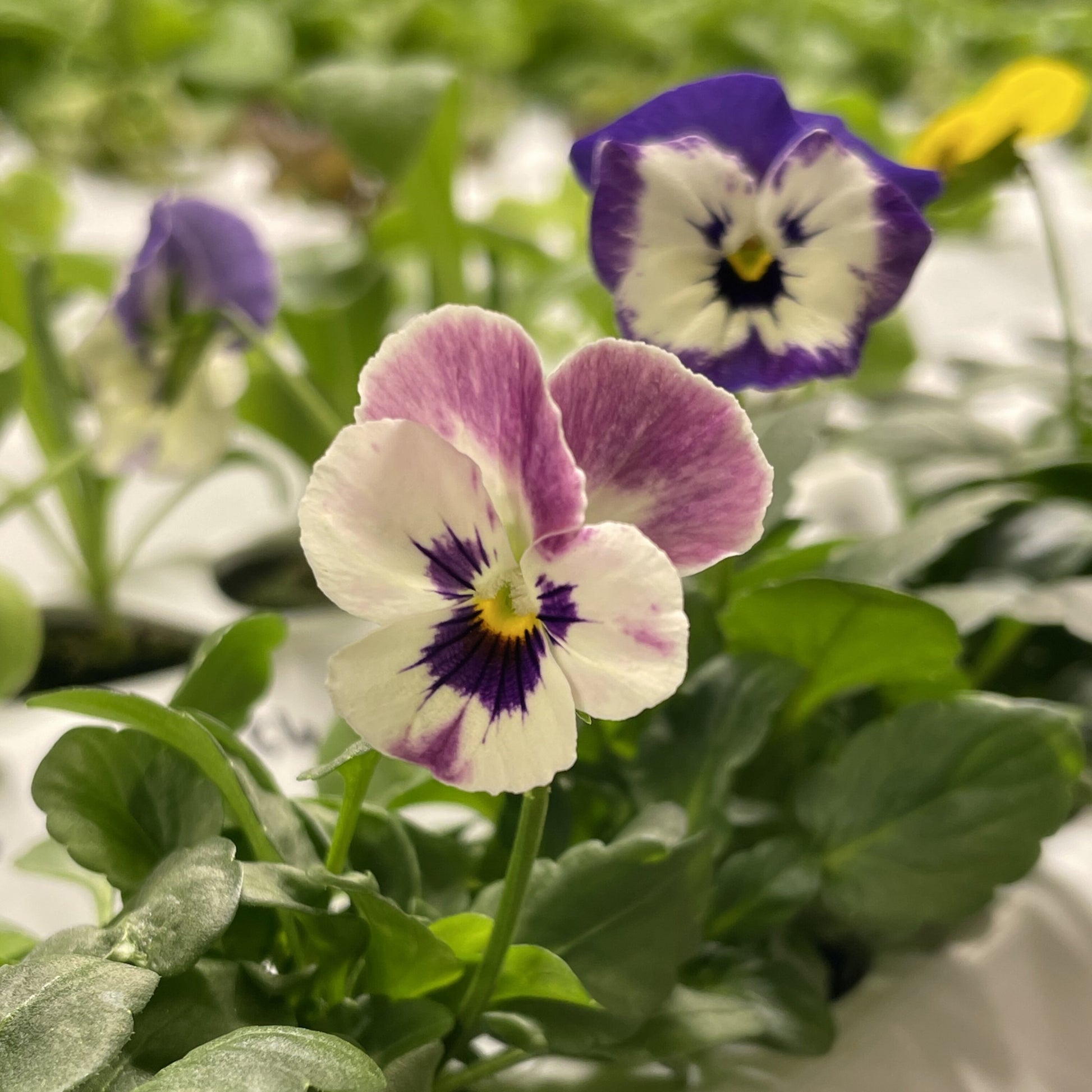 edible viola flower seeds Edible Violas – Continuity Farms