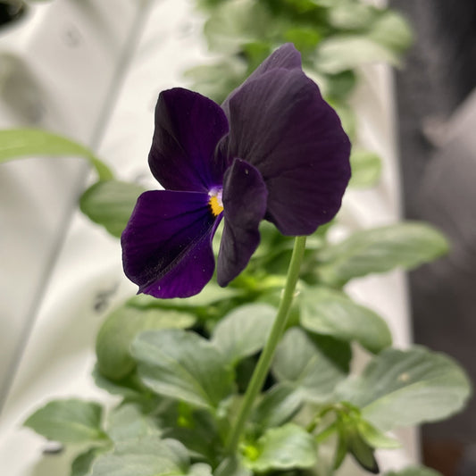 Edible Violas