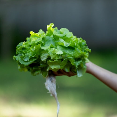 Panisse Lettuce