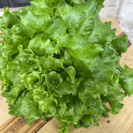 Muir Lettuce